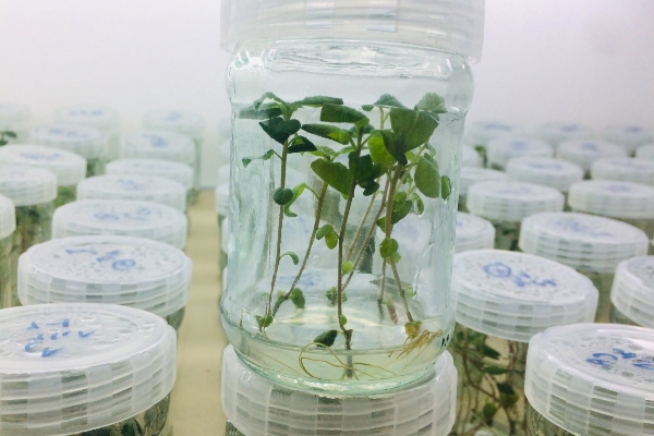 انبوه بذر هسته سیب زمینی(مینی تیوبر) با استفاده از تکنولوژی کشت بافت گیاهی در اردبیل